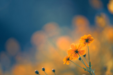 健康教育大型活动总结